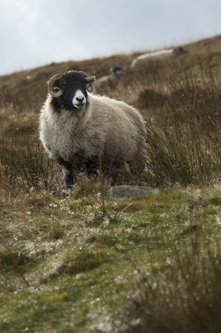 Sheep, Peak District